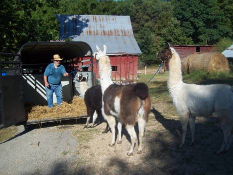Brian Coaxing Llamas 8-28-11
