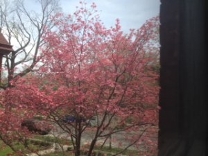 Dogwood red from stairs 4-18-16